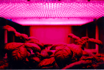 《图五 运用红光LED的照射使植物（农作物）增长，此种作法未来有可能运用在太空中生产食物。》