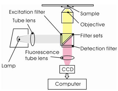 《圖一　 標準倒置式螢光顯微鏡架構示意圖。》