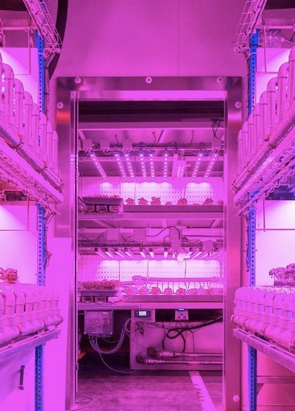 图一 : 比利时的连锁超市商Colruyt，引入室内垂直农法生产罗勒，透过特殊的光色混合，让罗勒的生产速度增加2倍。