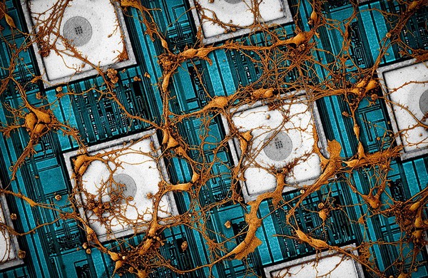 圖一 : CNEA中的鼠類神經元影像（CMOS奈米電極陣列）。(Source：Samsung)
