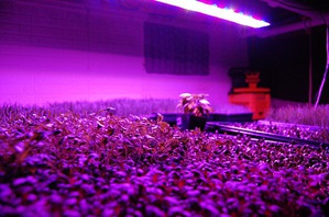 LED在植物照明的应用潜力大（图：colorthenet.com） BigPic:400x265