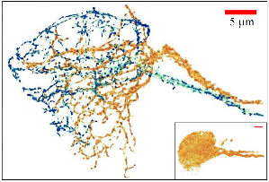 在「深组织超解析光学技术」下清楚可见果蝇两条紧密交缠的神经纤维