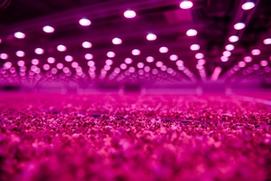 垂直農場結合飛利浦 Greenpower LED照明技術，可有效縮短植物的生長週期。(source：昕諾飛Signify)