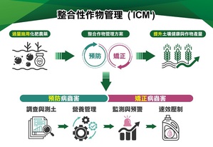 ICM管理模式通過運用大數據分析、人工智慧及物聯網技術，監控作物生長狀況及土壤健康，根據作物的不同生長階段進行精準管理。圖為 ICM 施作流程。