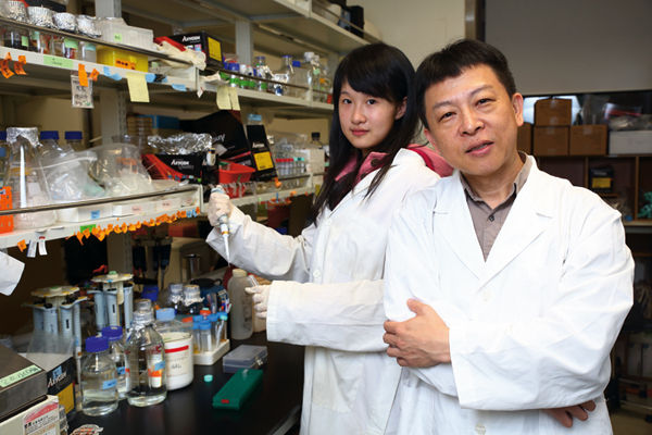 Figure A: Under the direction of synthetic biology professor Chang Chuan-hsiung, medical student Liao Rou-chien has learned a lot as part of the NYMU-Taipei team Pictured on the facing page are Petri dishes containing E. coli to be used to. save bees.