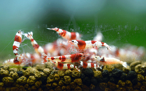 Figure 1 :   The first company to operate in PABP’s Asia–Pacific Operation Center for Aquaculture, Taiwan Fu Shrimp raises adorable crystal shrimp, which have great international appeal.