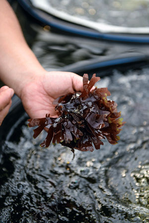 Figure 2 :   Hydean Biotechnology Co. employs aquaponics to grow high-priced sea wood-ear.