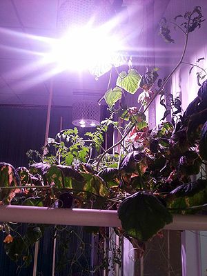 Figure II: Light sources are a plant cultivation factory's biggest electricity expense.