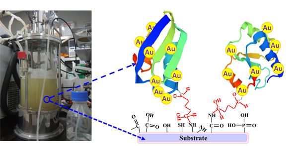 Figure I: Functional proteins immobilized on an aldehyde modified substrate to absorb gold from industrial wastewater at low cost