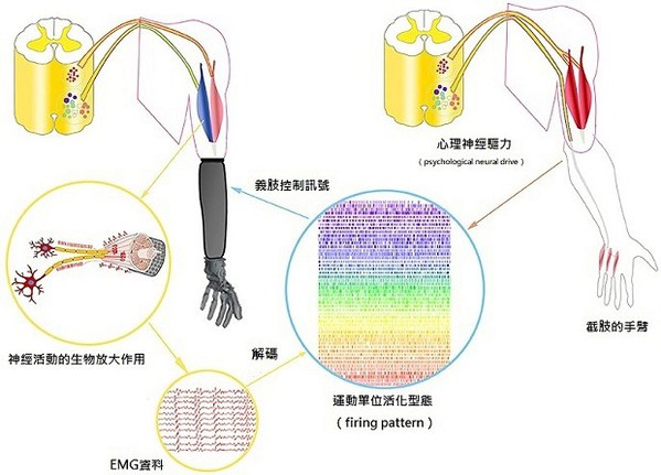 圖二 : 透過擷取穿戴者身上的神經訊號，穿戴式輔具能夠依照裝置解碼過的輸出訊號執行動作。（source：frontiersin.org）