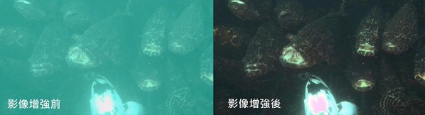 圖二 : 透過影像強化還原技術產生清晰可辨的水下影像，提升分析與辨識的準確度。（source：海盛科技）