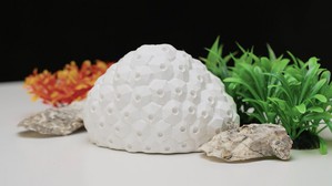 再生多样态转化材运用3D列印技术打造人造珊瑚